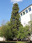 California river cedar (Calocedrus decurrens)