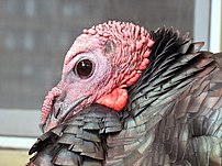 Male wild turkey in Brookline, Massachusetts, ...