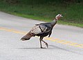 Wild turkey crossing the road by Trustom Pond (12584).jpg