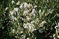 Willow (Salix) female fluffy seeds