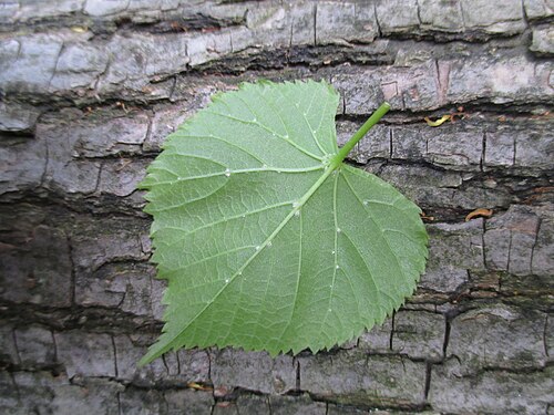 Blatt und Rinde der Winterlinde (Tilia cordata).