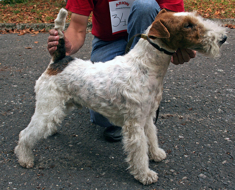 Wire Fox Terrier standing.jpg