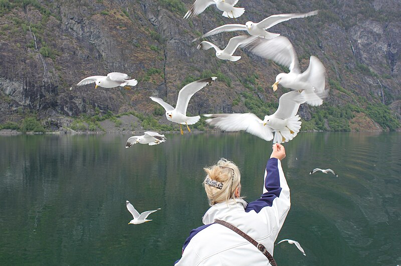 File:Woman feeding seagulls.jpg