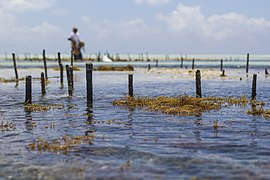 The seaweed grows underwater for 45 days. When it reaches one kilogram it is picked and dried, then packed in bags to be exported to countries like China, Korea, and Vietnam. There, it's used in medicines and shampoos.