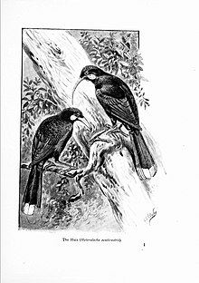 Wonders of the bird world (Pl. 11) (7995793158).jpg