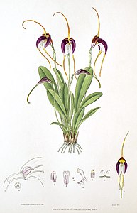 Masdevallia schroederiana