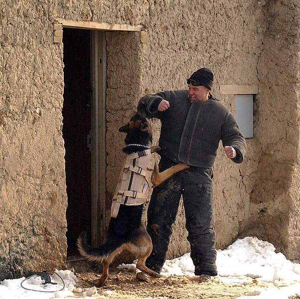 File:Working dog in Afghanistan, wearing a bulletproof vest, being trained-hires.jpg