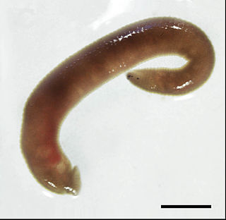 <span class="mw-page-title-main">Xerobdellidae</span> Family of annelids