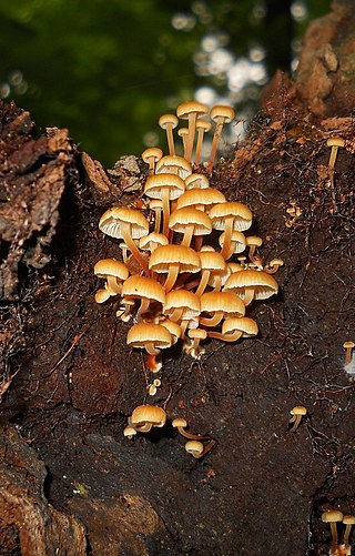 <i>Xeromphalina kauffmanii</i> Species of fungus