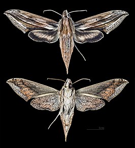 Xylophanes linearis