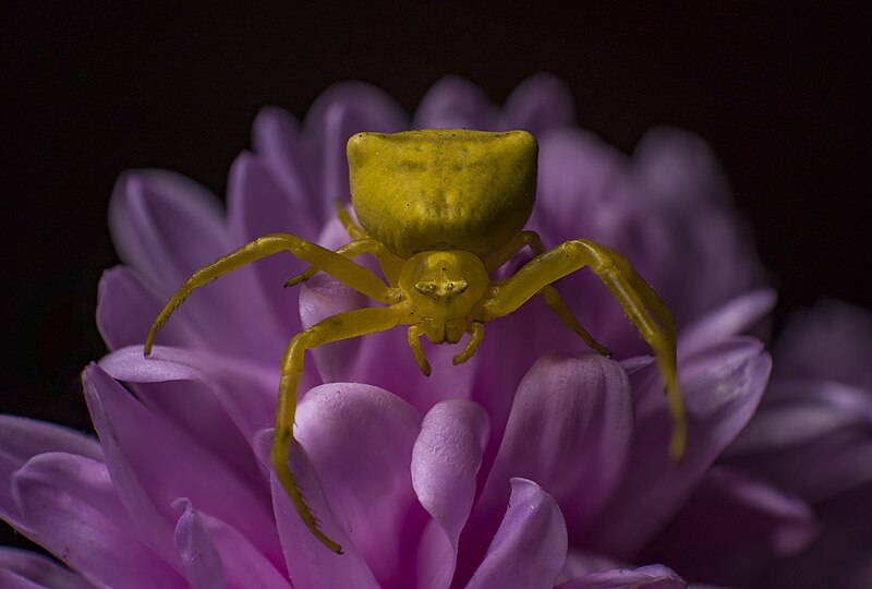 File:Yellow Crab spider on a Pink Daisy Aster Flower.jpg