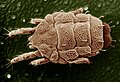 Yellow mite (Tydeidae), Lorryia formosa.jpg