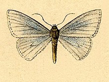 Zanclopteryx uniferata.JPG