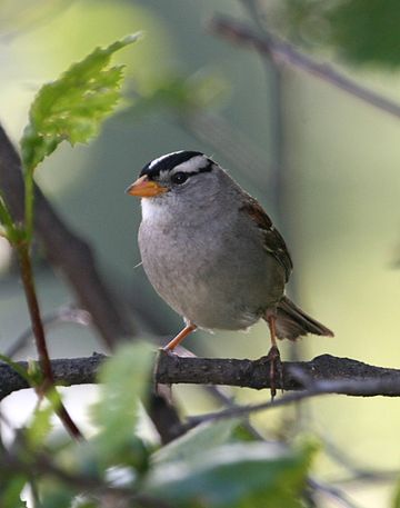 Zonotrichia leucophrys