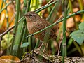 * Nomination Troglodytes troglodytes in Kremenetski mountains national park, Ukraine By User:Matviyiv.lubomir --Luda.slominska 20:36, 3 July 2024 (UTC) * Promotion  Support Good quality. --Marwenwafi 21:28, 3 July 2024 (UTC)