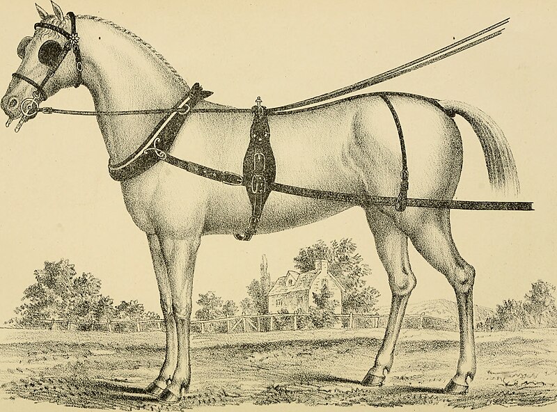 File:"Centaur" - or The "turn out," a practical treatise on the (humane) management of horses, either in harness, saddle, or stable; with hints respecting the harness-room, coach-house, &c (1885) (19967023723).jpg