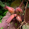 Lieska najväčšia 'Purpurea'; nezrelé orechy (leto)