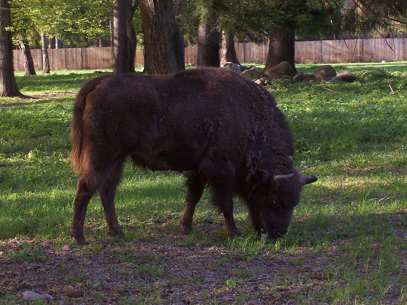 File:Żubr w Białowieskim Parku Narodowym 06.jpg