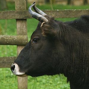 Wisent: Merkmale, Verbreitung, Lebensraum