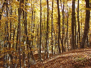 Буковий ліс в Кримському заповіднику.jpg