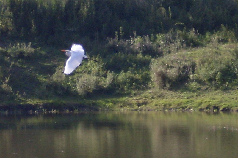 File:Журавль в антонинах - panoramio.jpg