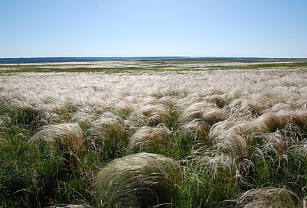 Streltsovskaya Steppe、ウクライナ、ルハンシク州のMiloveRaionの保護地域。草原は初夏にスティパのプルームによって支配されることがよくあります。