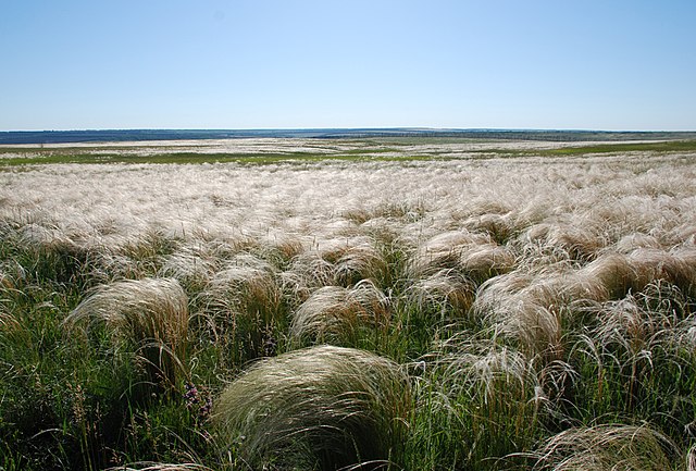 Streltsovskaya Steppe, a preserved area in Milove Raion in Luhansk Oblast, Ukraine. The steppe is often dominated by plumes of Stipa in early summer.