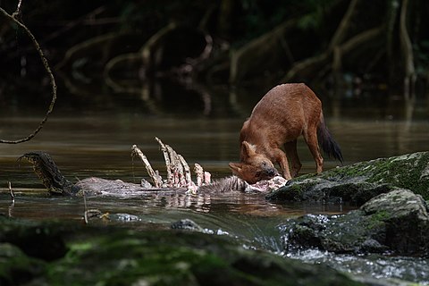 Cuon alpinus with prey and a Varanus salvator