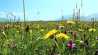 热尔大坝草原Rerdaba grassland - panoramio (5).jpg