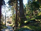 顕鏡寺前の蛇木杉