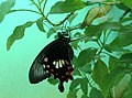 (Papilio polytes) Common Mormon spotted at Madhurawada 01.JPG