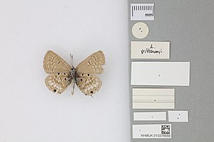 013376559 Lepidochrysops pittawayli Larsen 1983 PT 1.jpg