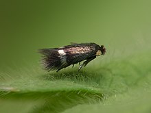 04.001 BF118 Enteucha acetosae (5815497985).jpg