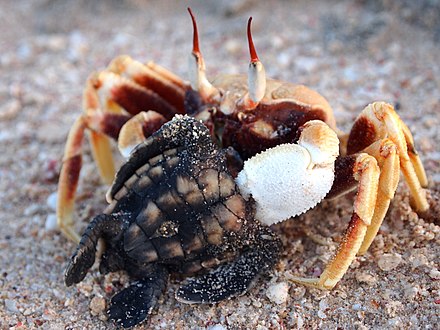 A horned ghost crab (Ocypode ceratophthalma) preying on a loggerhead hatchling in Gnaraloo, Western Australia. Ghost crabs are one of the chief causes of egg and hatchling mortality in sea turtles.[53][54][55]