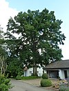 1 oak in Aalen-Affalterwang.jpg