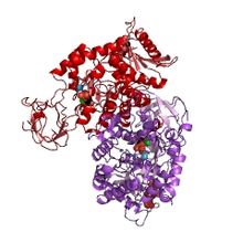 Dreidimensionales Modell des Enzyms