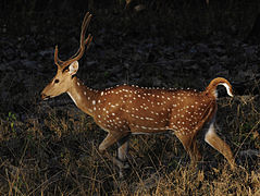 Le Cerf axis, ou chital, est une espèce de cerf souvent confondu avec le daim.