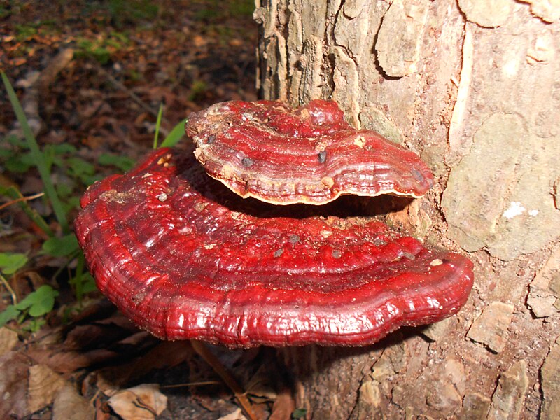 File:2012-01-19 Ganoderma sp 196229.jpg