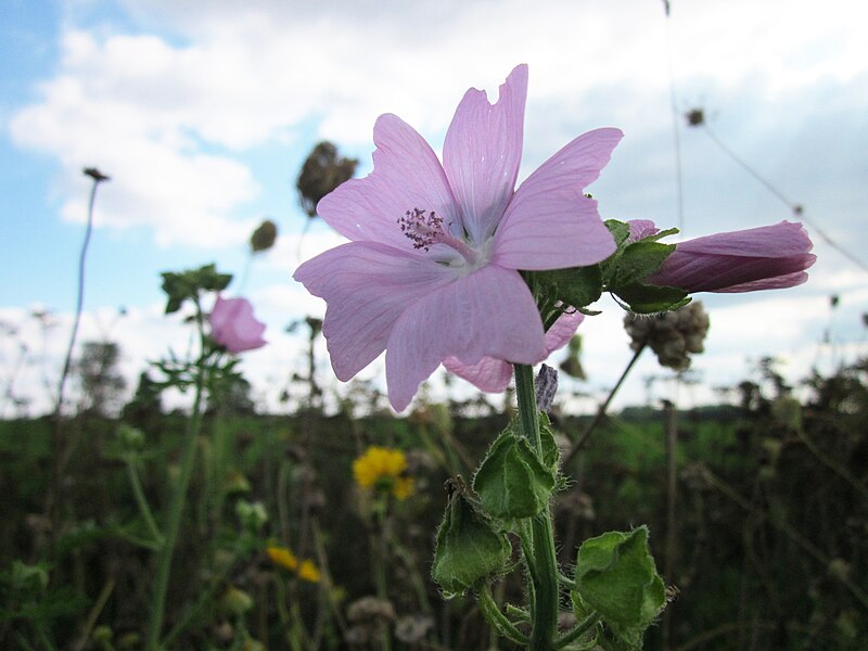 File:20120902Malva moschata.jpg