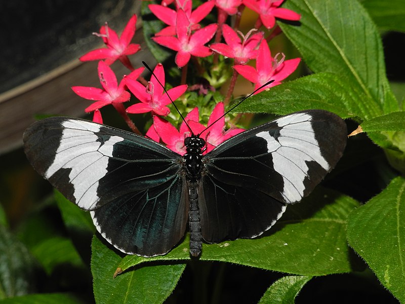 File:2013-06-23 16-52-20-Heliconiinae.JPG