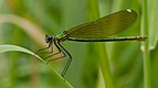 ♀ Calopteryx splendens