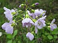 Wiesen-Schaumkraut (Cardamine pratensis)