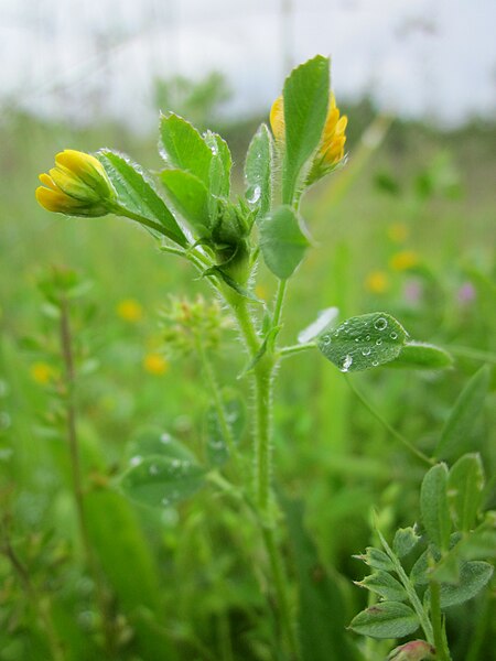 File:20130529Medicago minima Hockenheim1.jpg