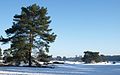 Nederlands: Lange Duinen met sneeuw en grove den Pinus sylvestris