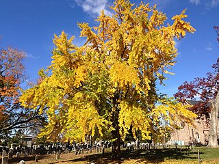 Дерево гинкго осенью на кладбище Пресвитерианской Церкви в Юинге (Ewing), штат Нью-Джерси