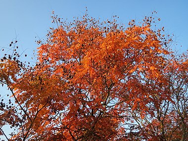 Осенняя окраска листьев, Германия