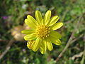 Senecio vernalis Frühlings-Greiskraut