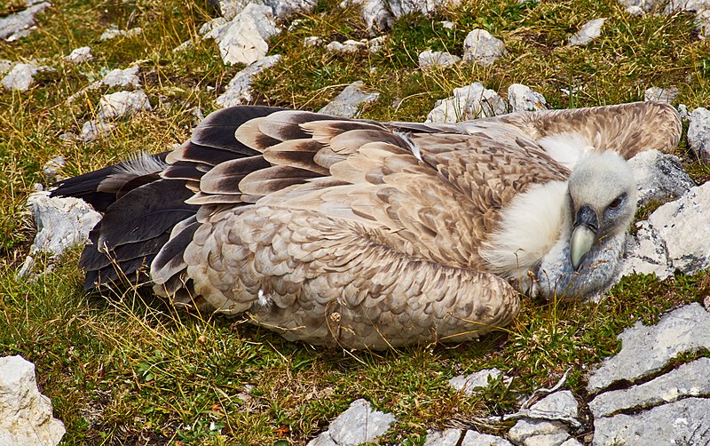 File:20170826 Gänsegeier am Untersberggipfel (01090).jpg