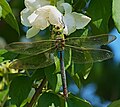 Große Königslibelle - Anax imperator, Weibchen