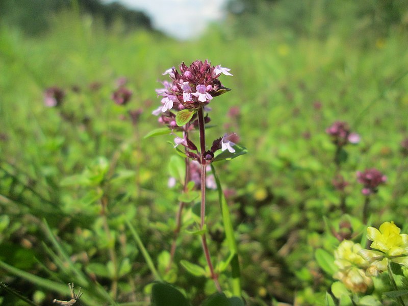 File:20180616Thymus pulegioides.jpg